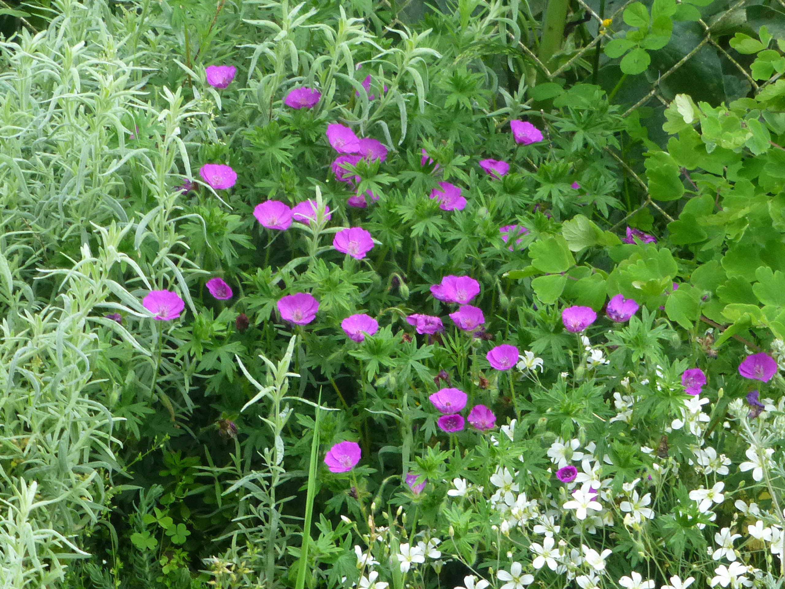 Geranium sanguineum